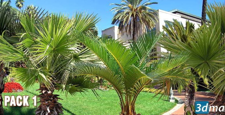 دانلود تکسچر درخت خرما (نخل) نما Cut out Palms vegetation Trees