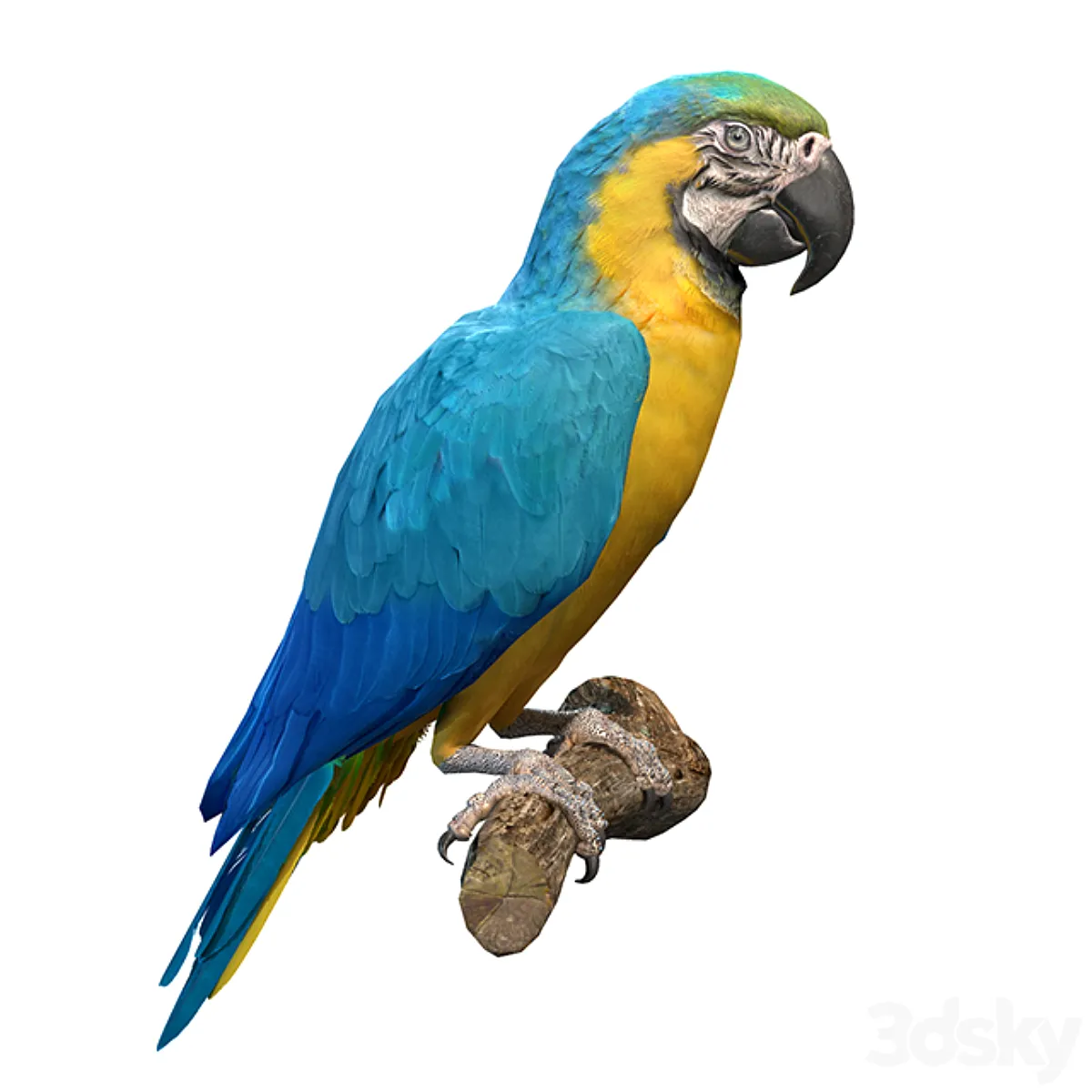مدل سه بعدی طوطی تری دی مکس + ویری Blue and Gold Macaw Parrot