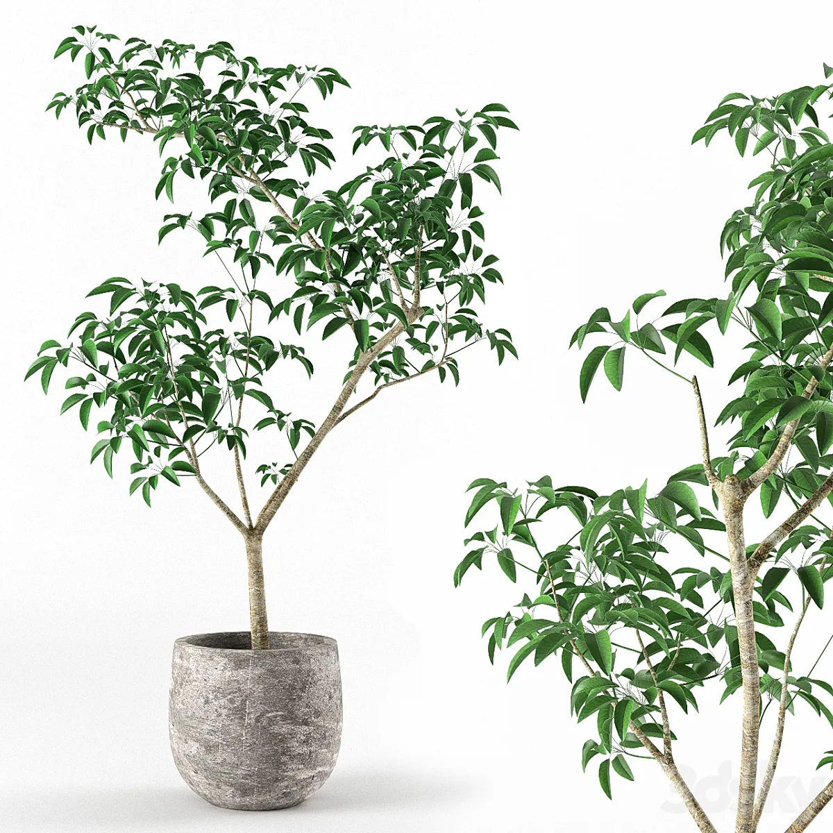 دانلود 3dsky - Small tree in pot - Indoor