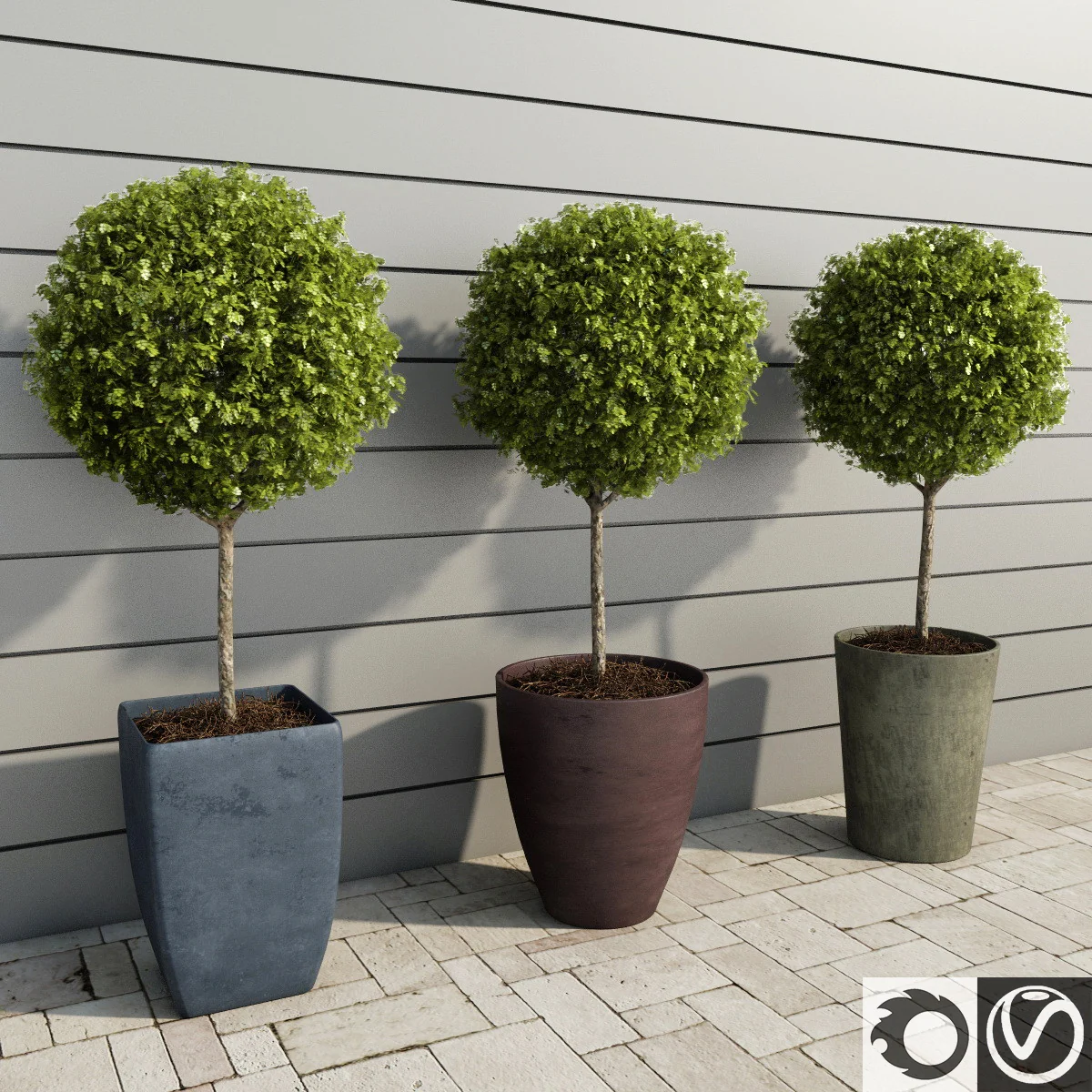 مدل سه بعدی درخت شمشاد Amb_Plants for Hotels &amp -Outdoor Plants Boxwood Trees